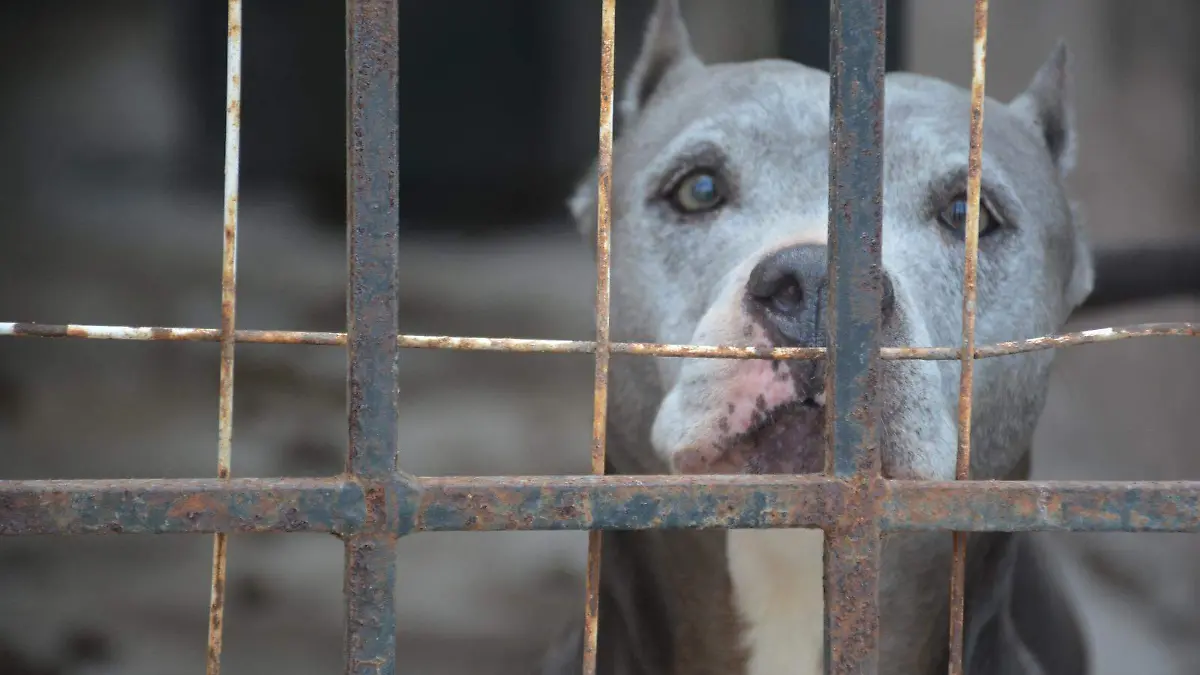 Delito dejar solos a perros cuidando solares o casas abandonadas Paulo Monsiváis (1)